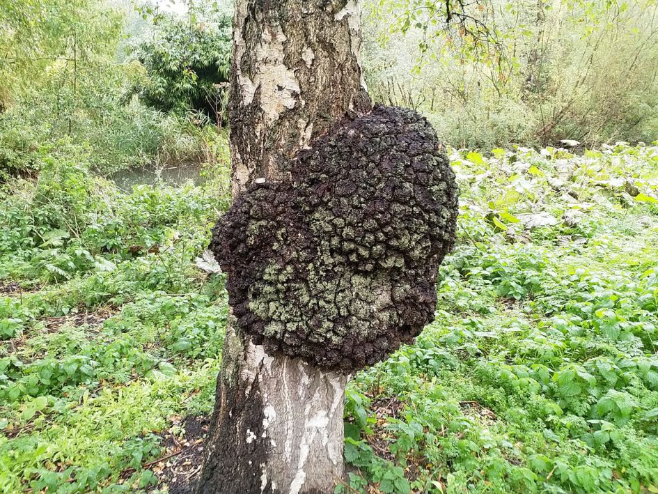 "gezwel" op berkenstam